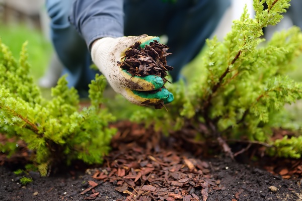 Transform Your Landscape With Our Trusted Tree Mulching Service