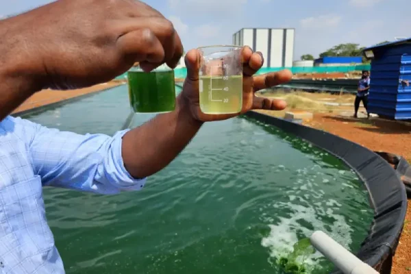 What You Need To Know About Spirulina Farming?